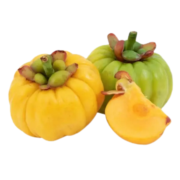 Gummi Gutta - Natural ingredient